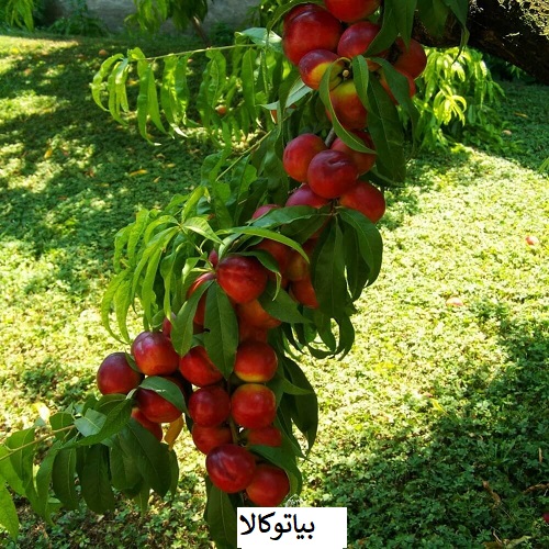 کشات درخت شلیل در مشهد